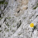 Ferrata Stella Alpina 47 bolli gialli e vero attacco